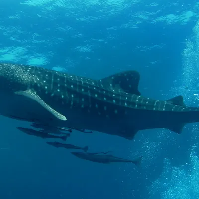 Whale Shark